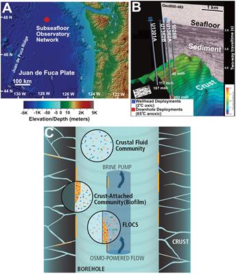 Ecology of Subseafloor Crustal Biofilms